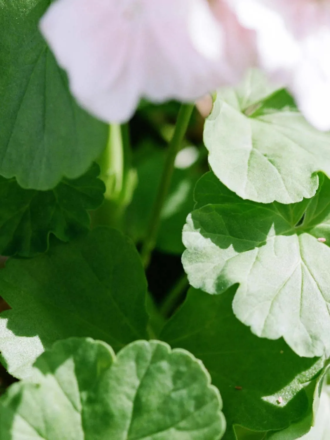 Geranium Hand and Body Wash