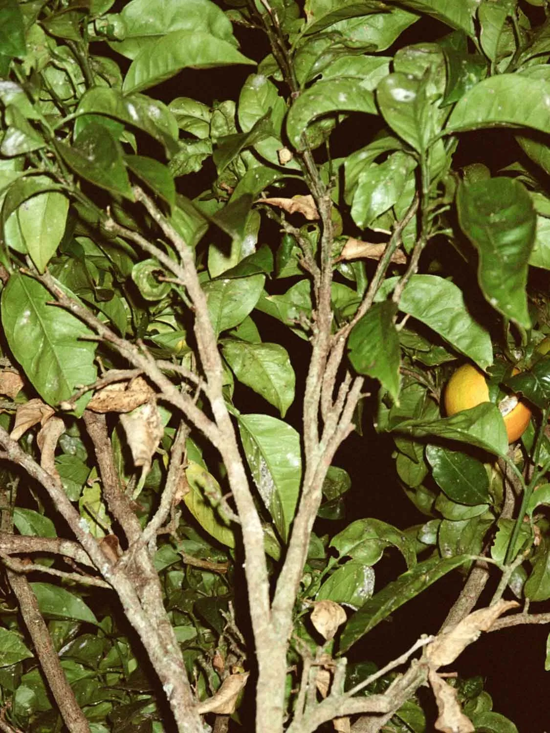 Grapefruit Leaf Hand and Body Wash