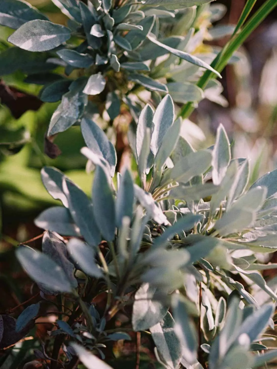 Sage Rosemary and Lavender Hand and Body Wash