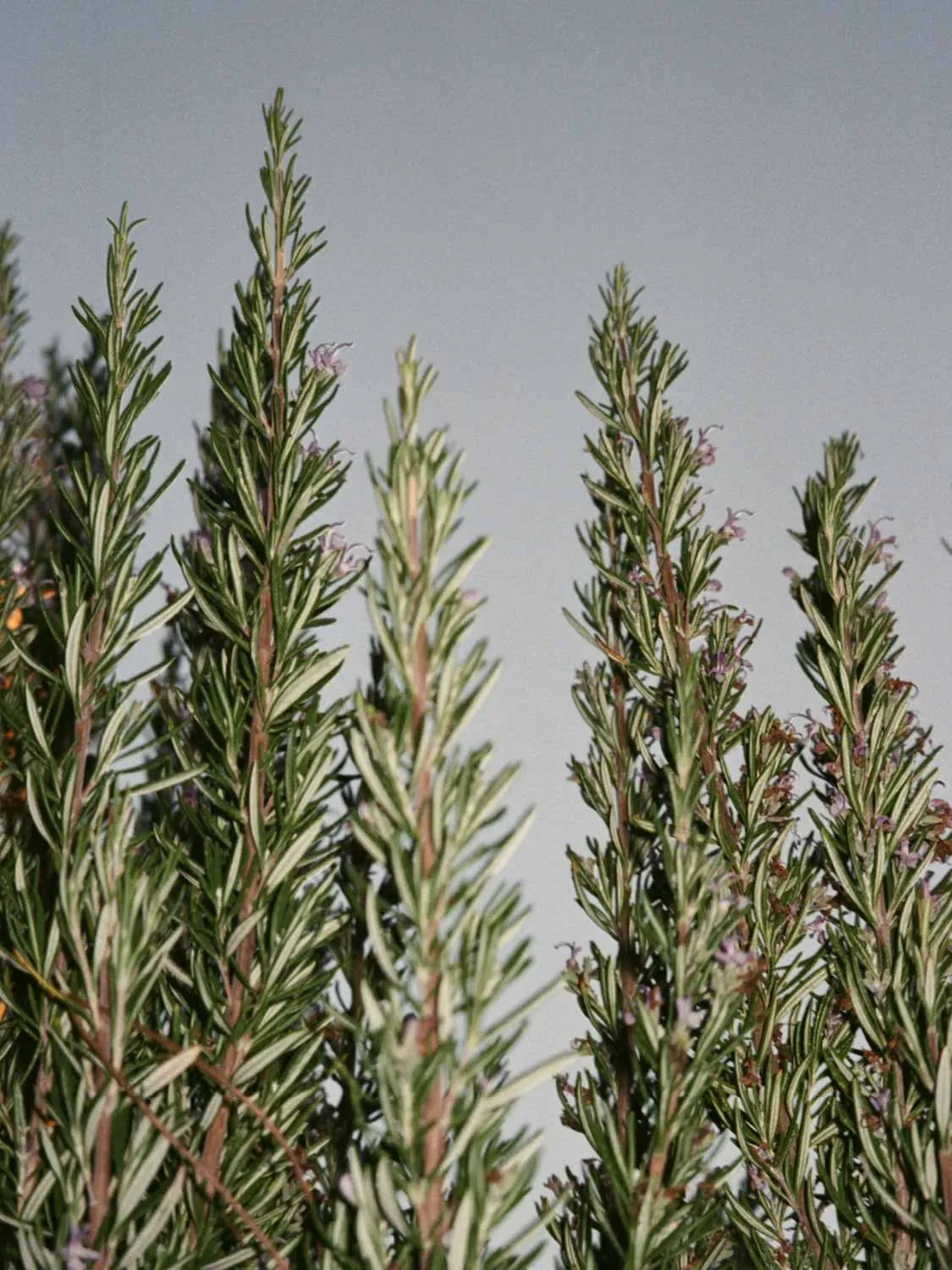 Sage Rosemary and Lavender Hand and Body Wash